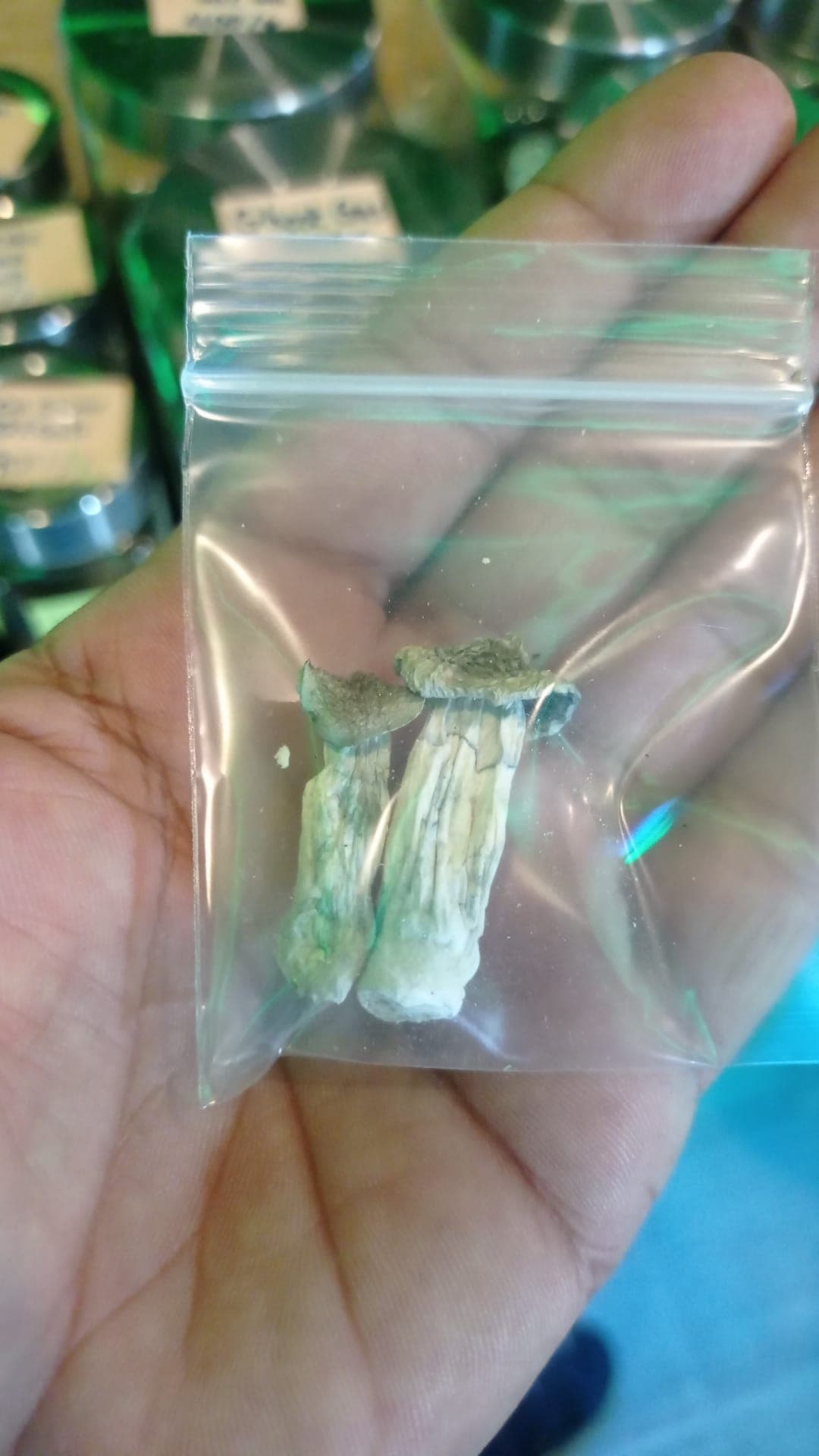 Mushroom